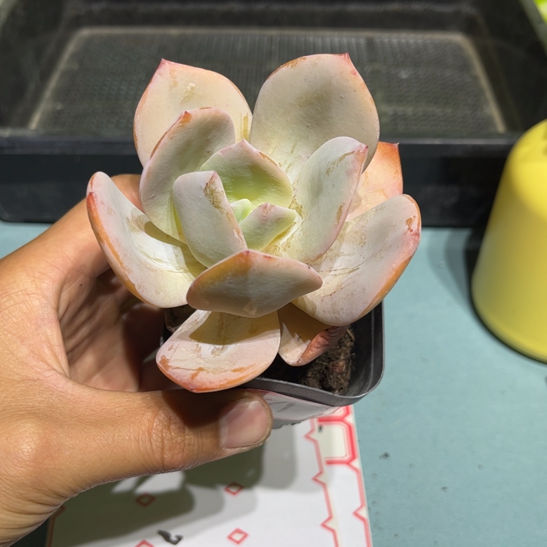 21一物一拍白凤小老桩