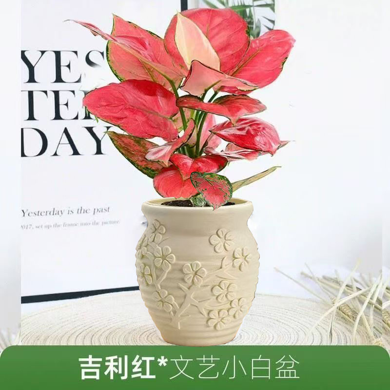 吉利红【如意皇后】水培盆栽室内四季好养吸除甲醛植物