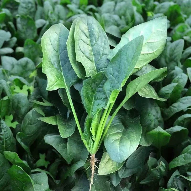 【小吴助农】不水洗菠菜苗净重2斤现拔现发 农家肥绿色蔬菜菠菜苗