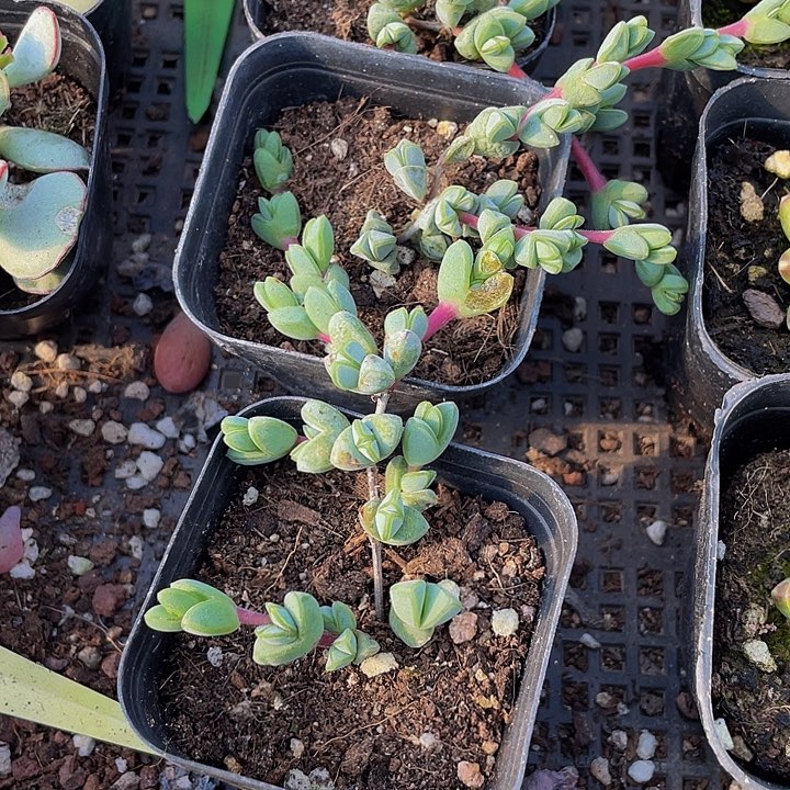 碧玉连带盆土发货