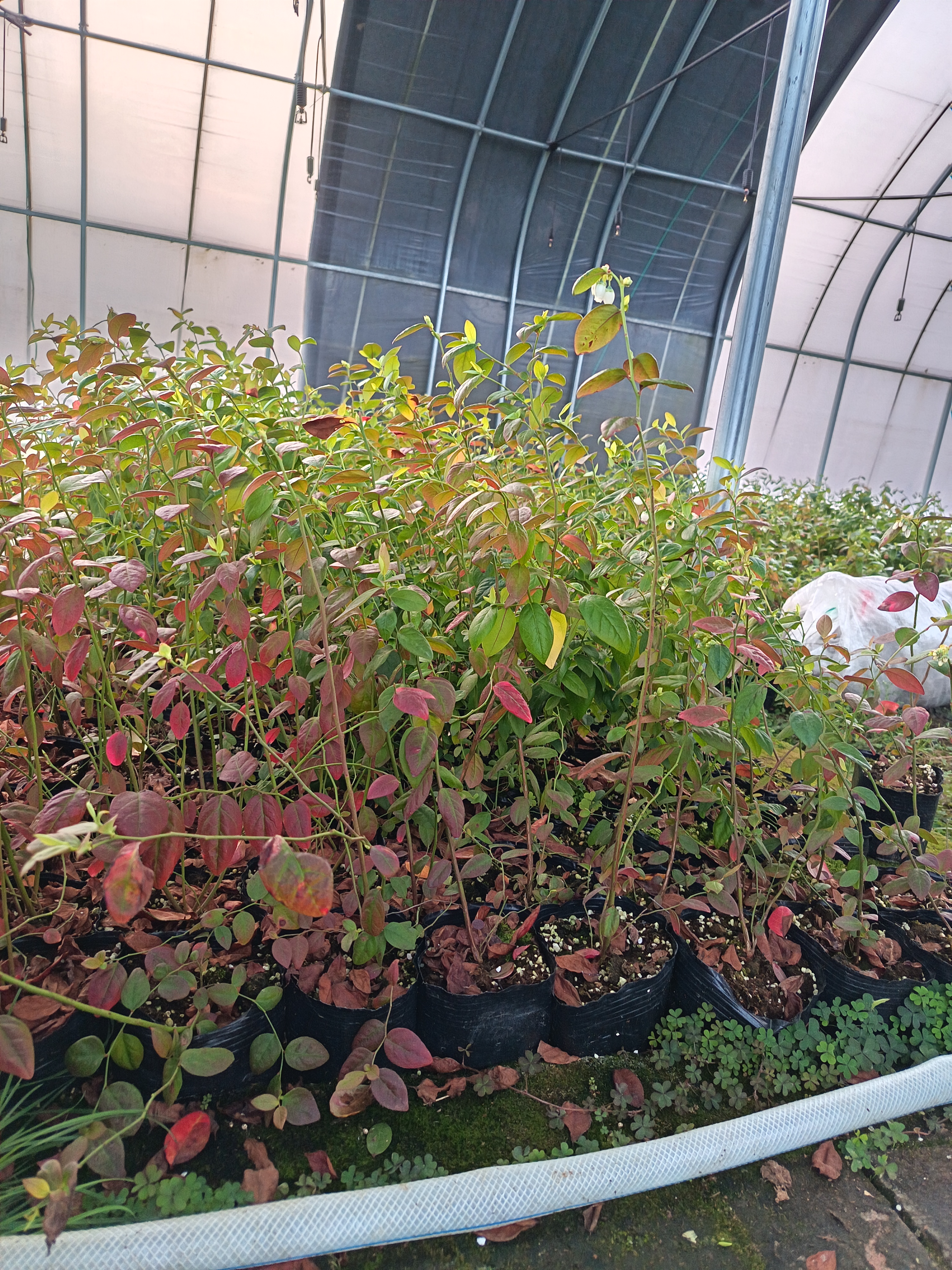 福利花香25苗阳台盆栽室外地栽南方耐热北耐寒方四季种植