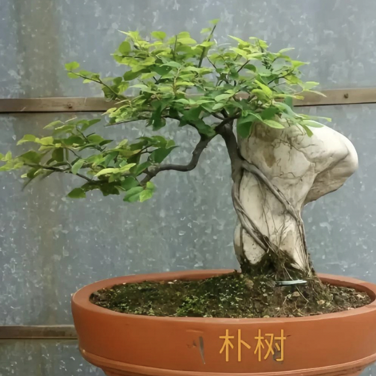 朴树盆景素材开花挂果