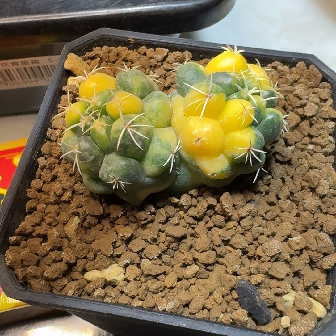 直播间，福利，专拍，新年好