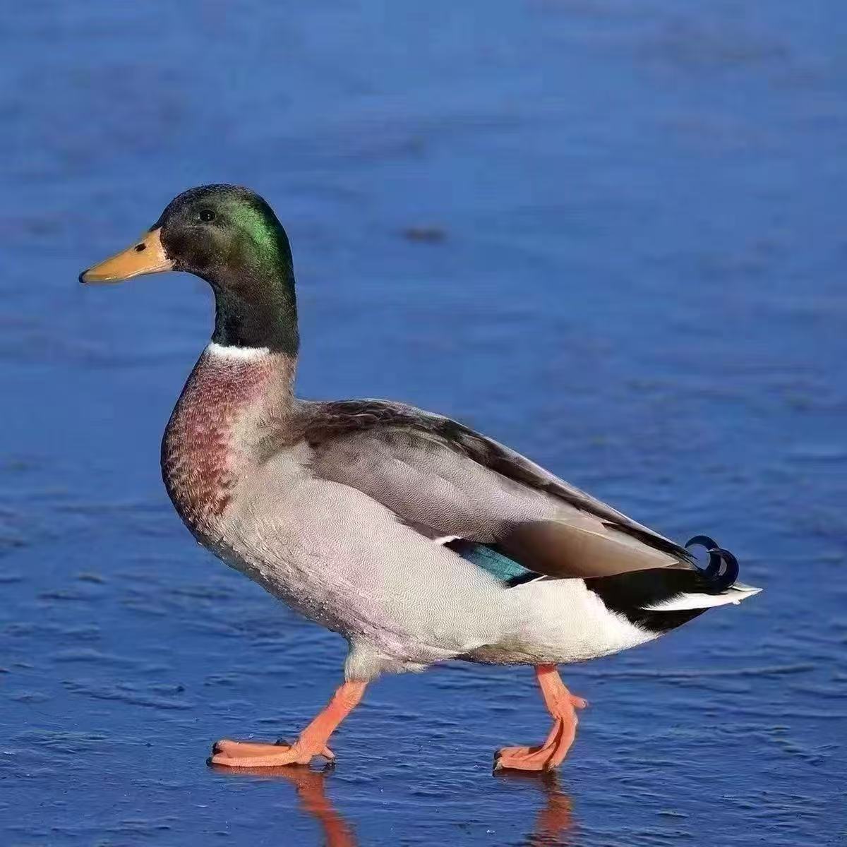 青头鸭到手30只宠物鸭科尔鸭【顺丰包邮】