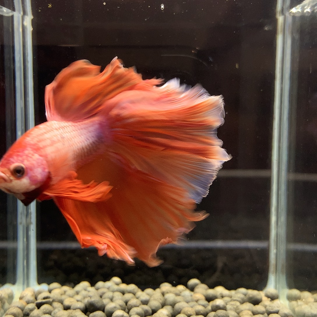 海水鱼七弟泰国斗鱼345