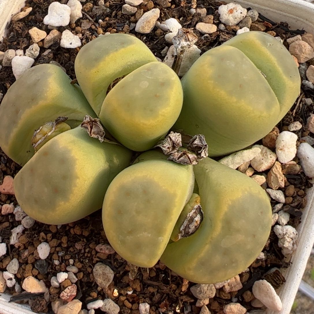 福利多肉植物百科神迪母本