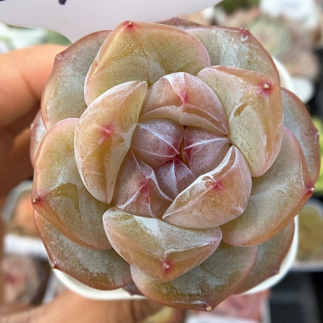 紫心星河可拍548号。  