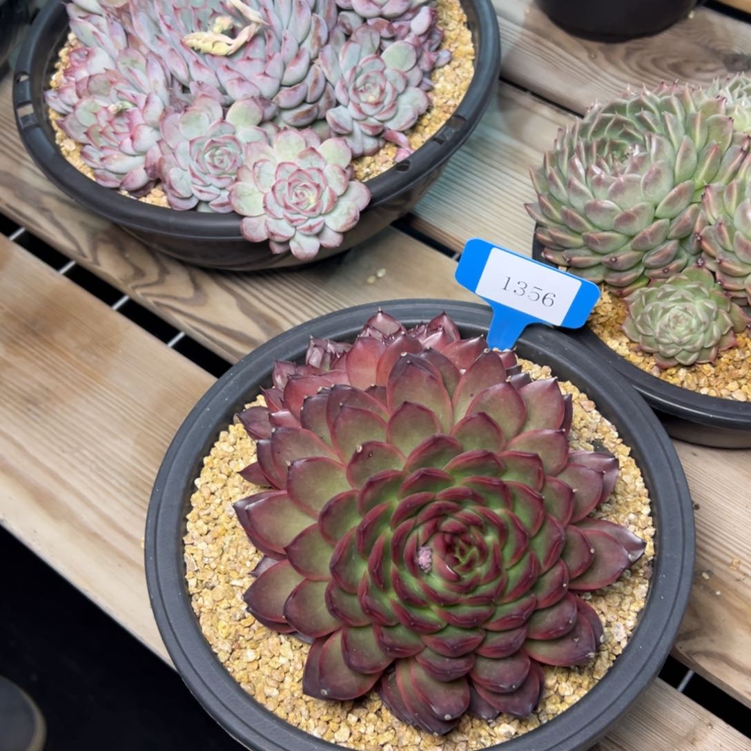 黑**妖1356肉多么挪威度哟