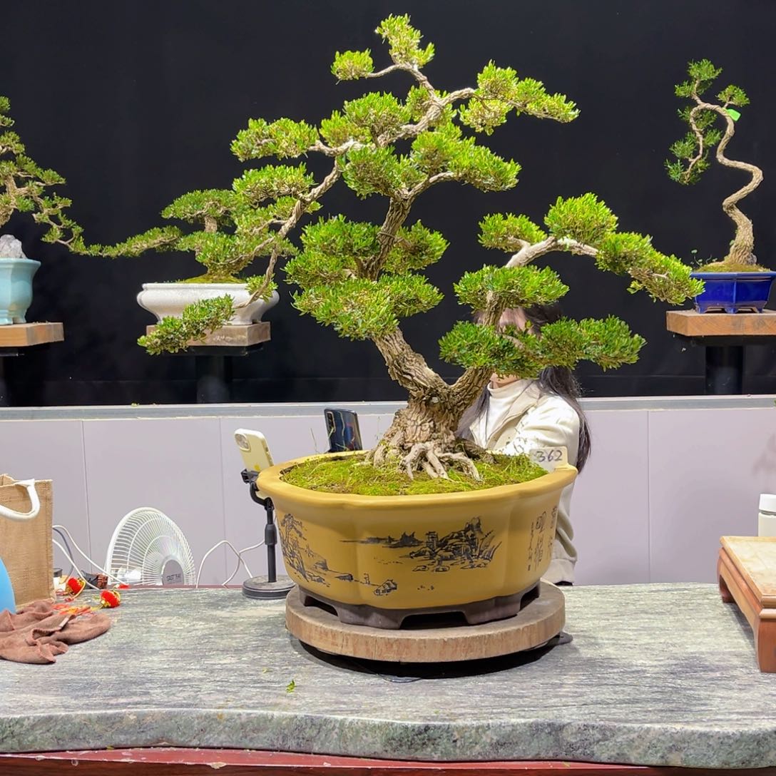 四季常青老桩黄杨盆景