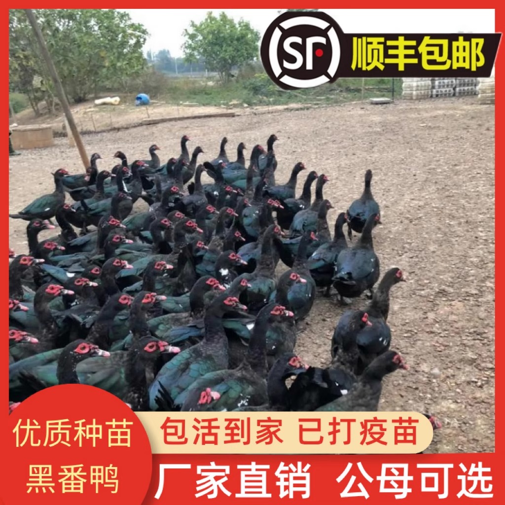 35只大种黑脸番鸭宠物鸭活体凤头鸭包成活顺丰包邮发货