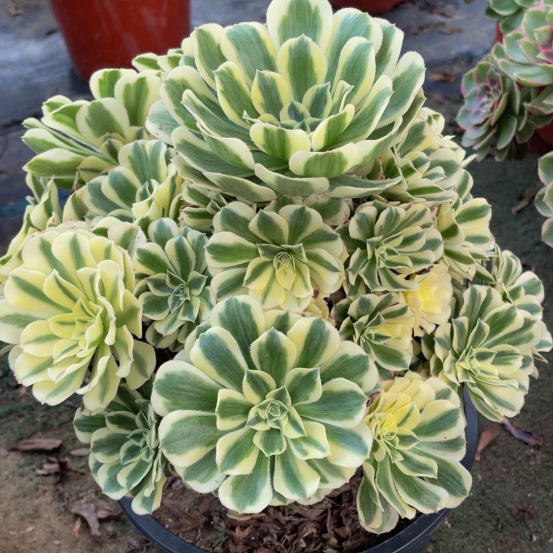 085迈巴赫精品法师老桩