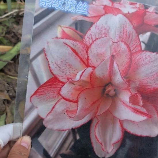 当前无花栽培后可以开花条纹黛丝5厘米裸根球3棵