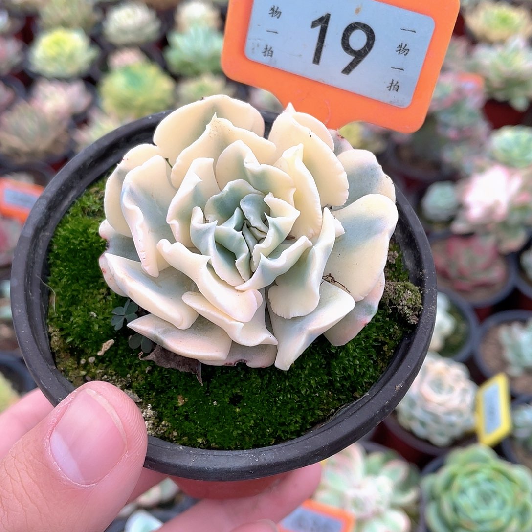 利比里亚锦19号多肉