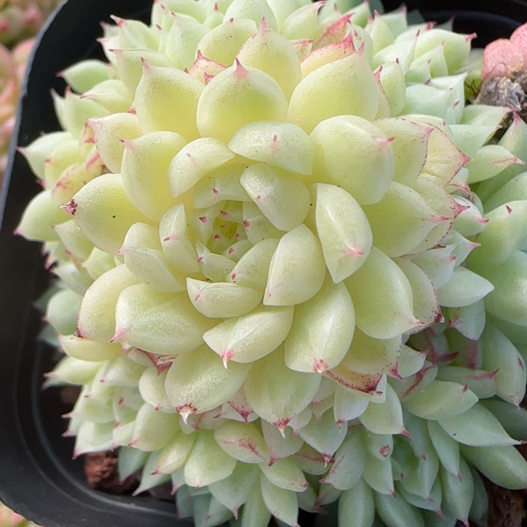 花语逸镜0206-729散