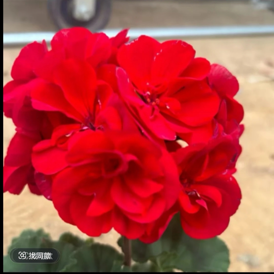 【红丝绒】丝绒质感包对版天竺葵