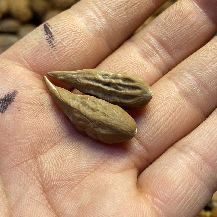 吊坠桃核东北特产174