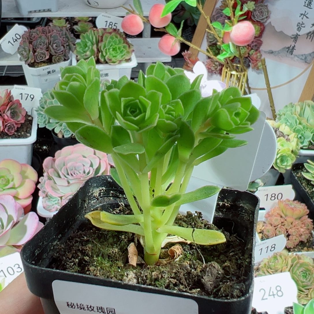 267小树玫瑰。            