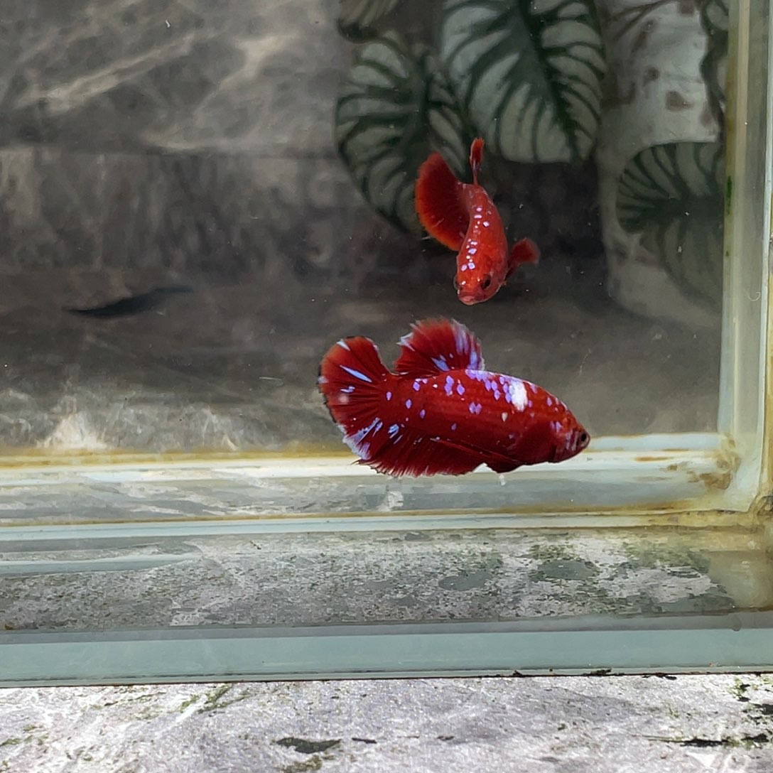 斗鱼育平斗鱼泰国斗鱼