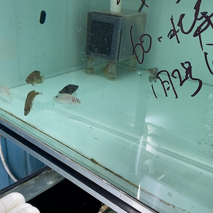 海水鱼老许的观赏鱼