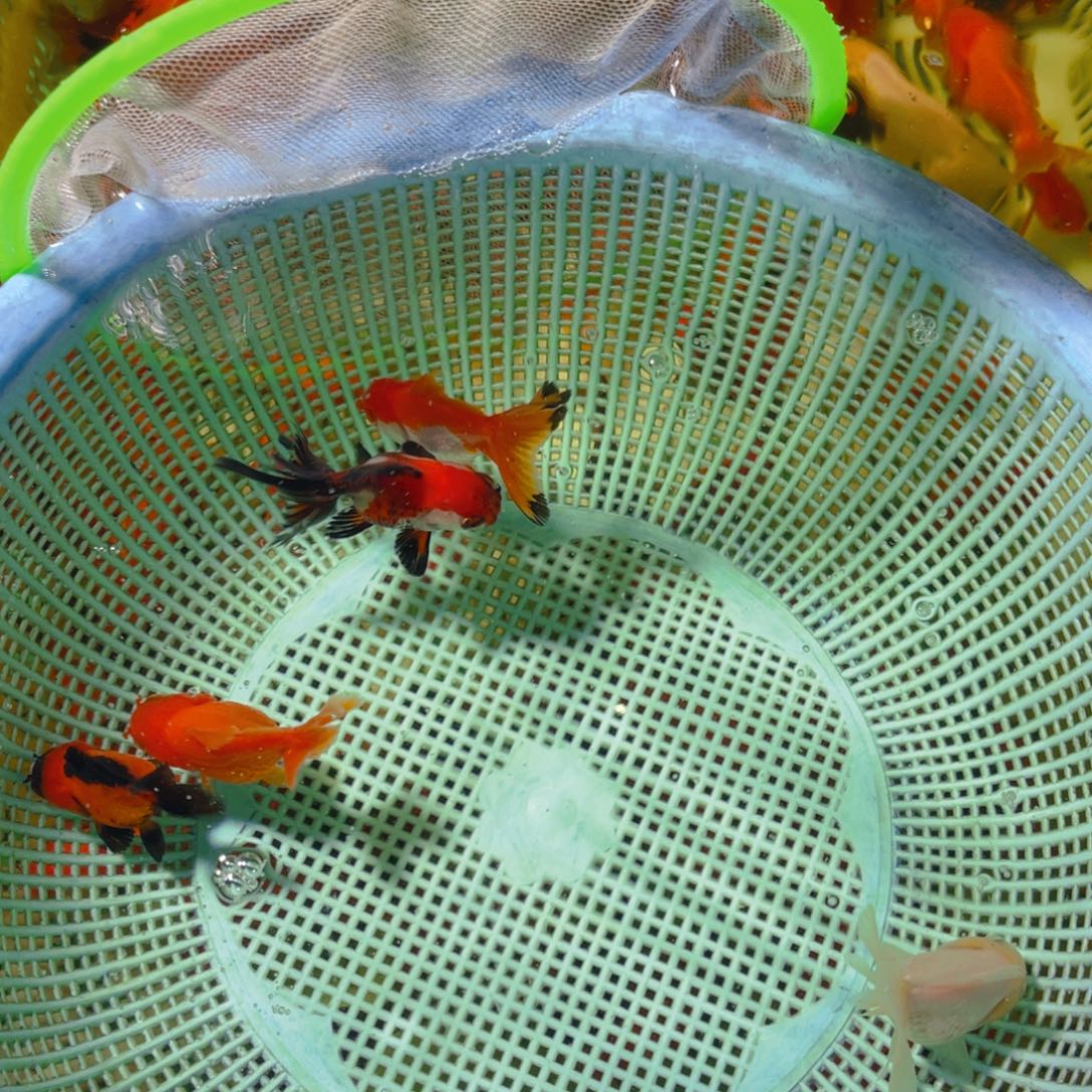 海水鱼花泰狮金鱼7号