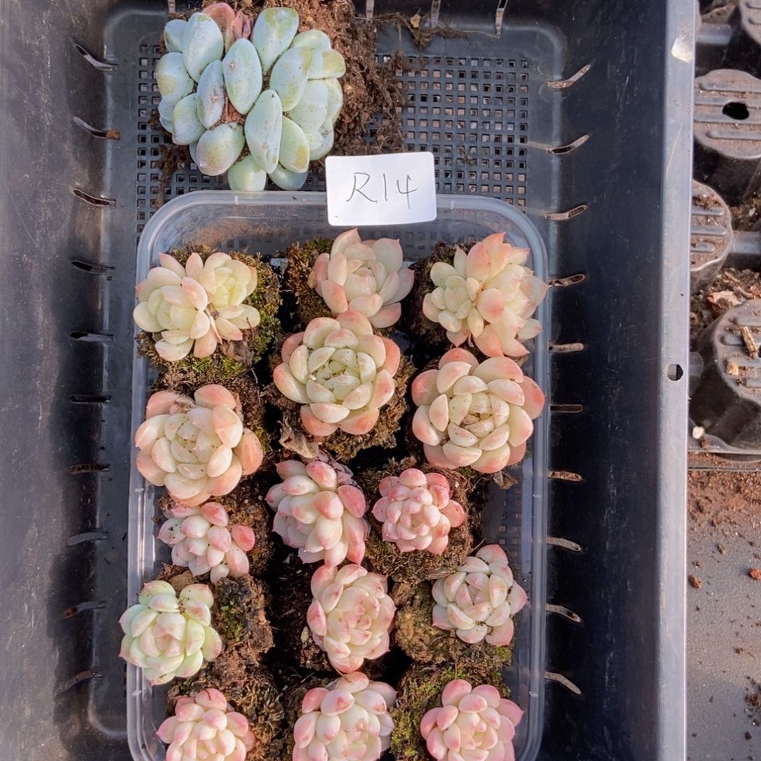 春泥家框拍链接R14