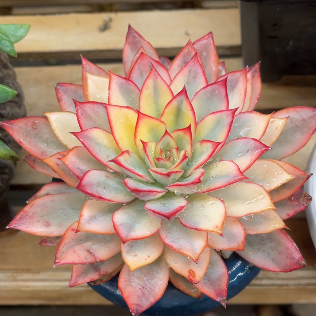 自***！8668686868686868686868