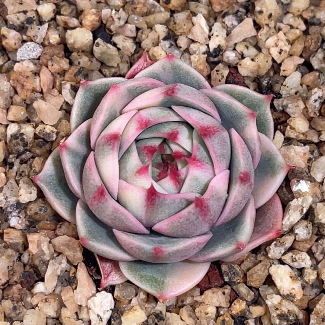 多肉特价笨巴蒂斯锦