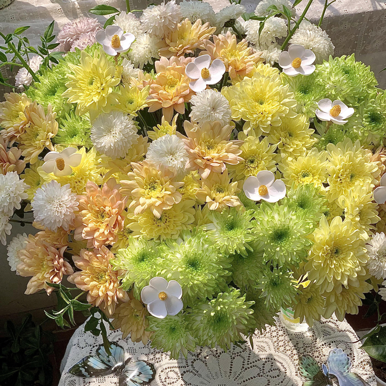 A级小菊鲜花高端软装花材客厅装饰水培插花昆明斗南基地直发