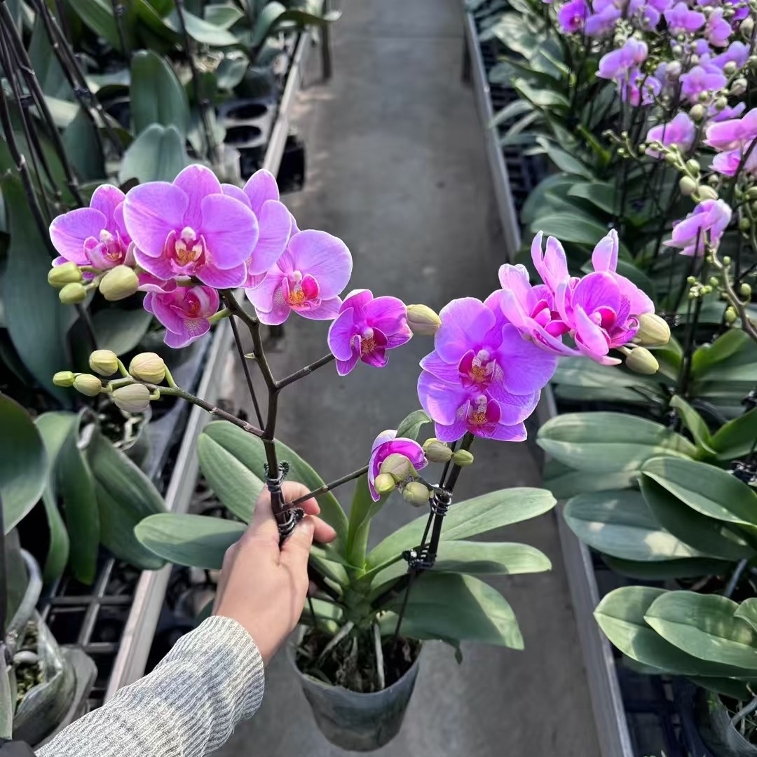 {王小帅专属}蝴蝶兰——紫蝶(任意两颗包邮只拍一颗发苗)