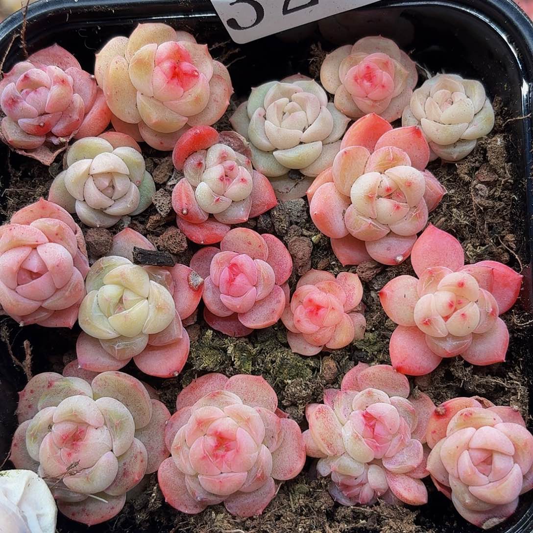 多肉植物多肉植物323