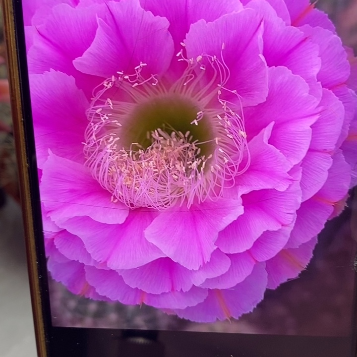 彩草2482号侧芽3.5公分左右公分左右