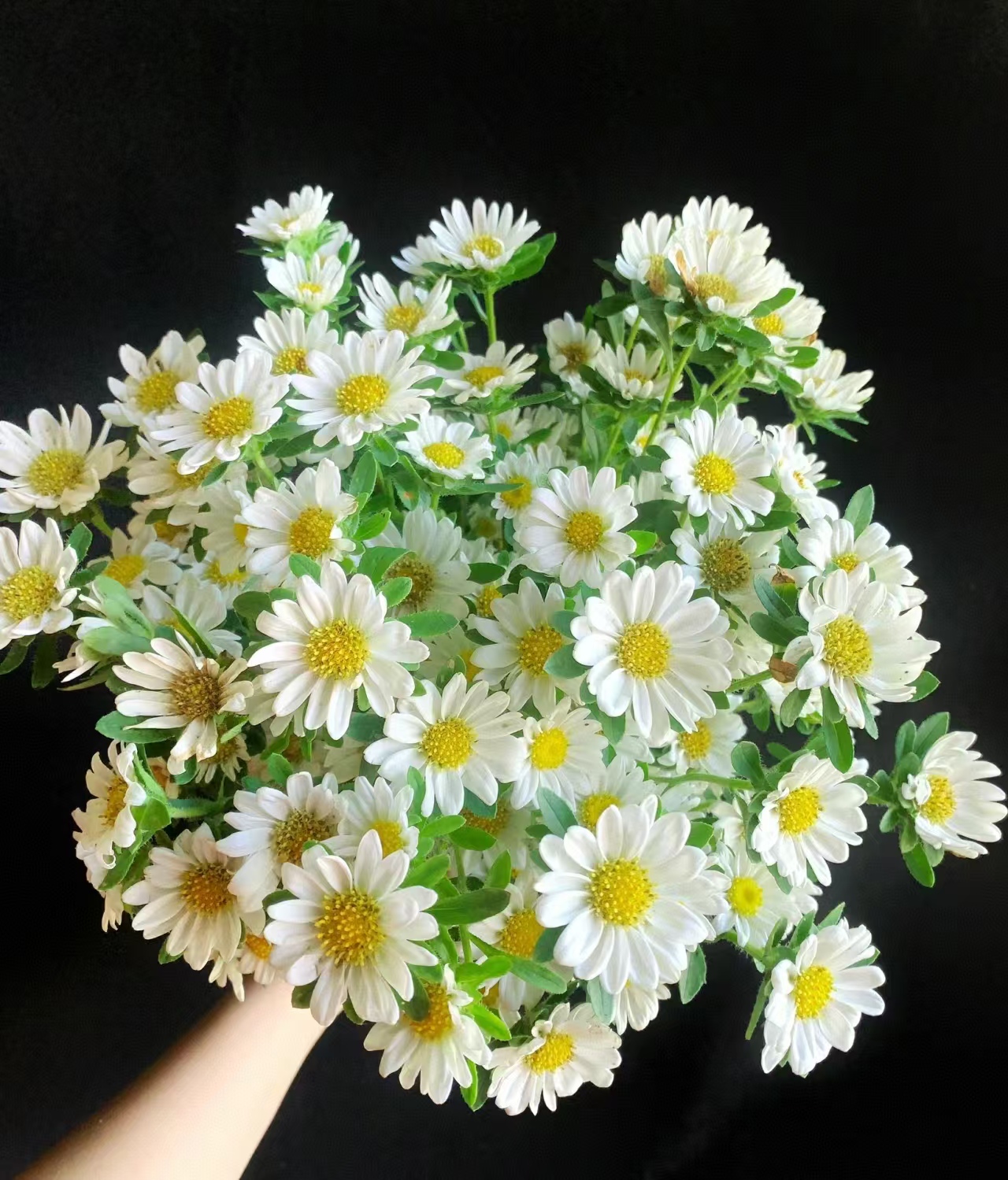 【源头一手价】白色迷你菊   批发花店摆地摊直发一手货源