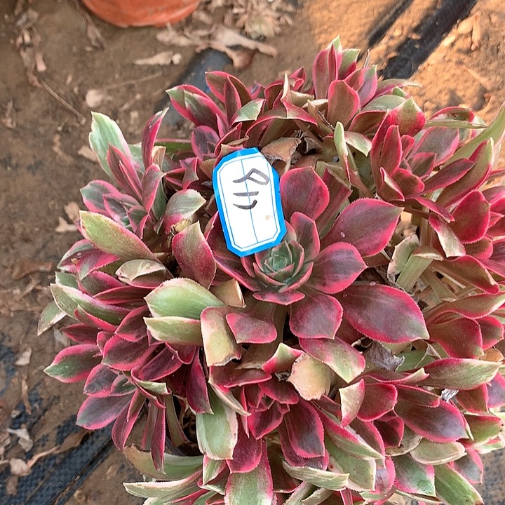 多肉植物幻纱911