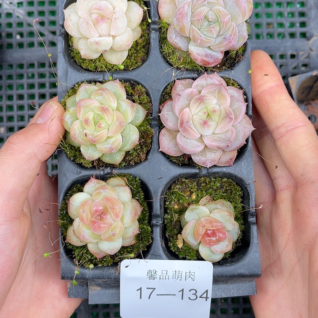 精品多肉一物一拍17-134