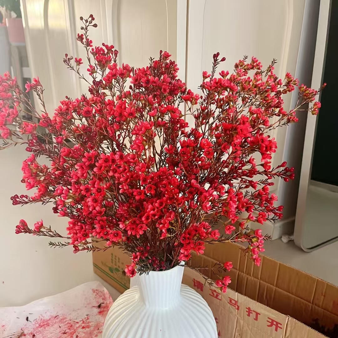 【花晓】澳洲腊梅 年宵花凑单拍（天冷拍保温棉否则冻坏不售后）