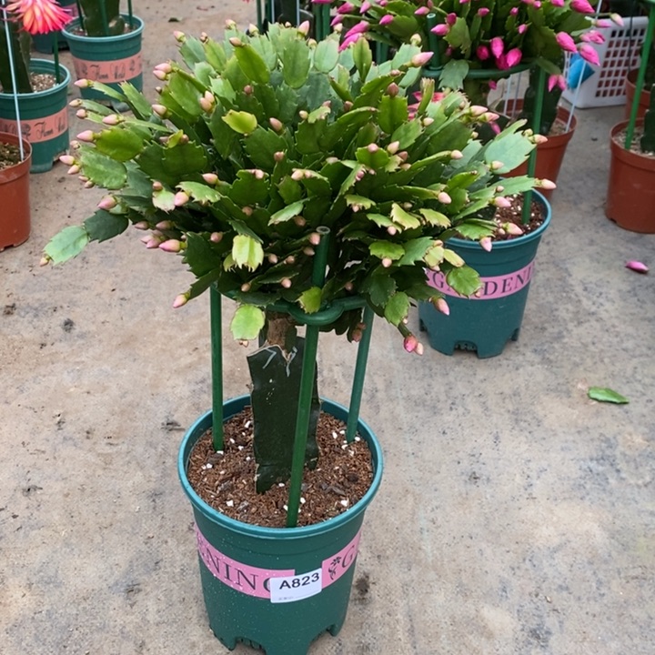 大部分花苞少量开放823嫁接079