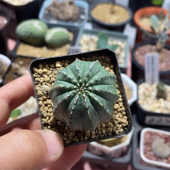 127泰系布纹球植物上