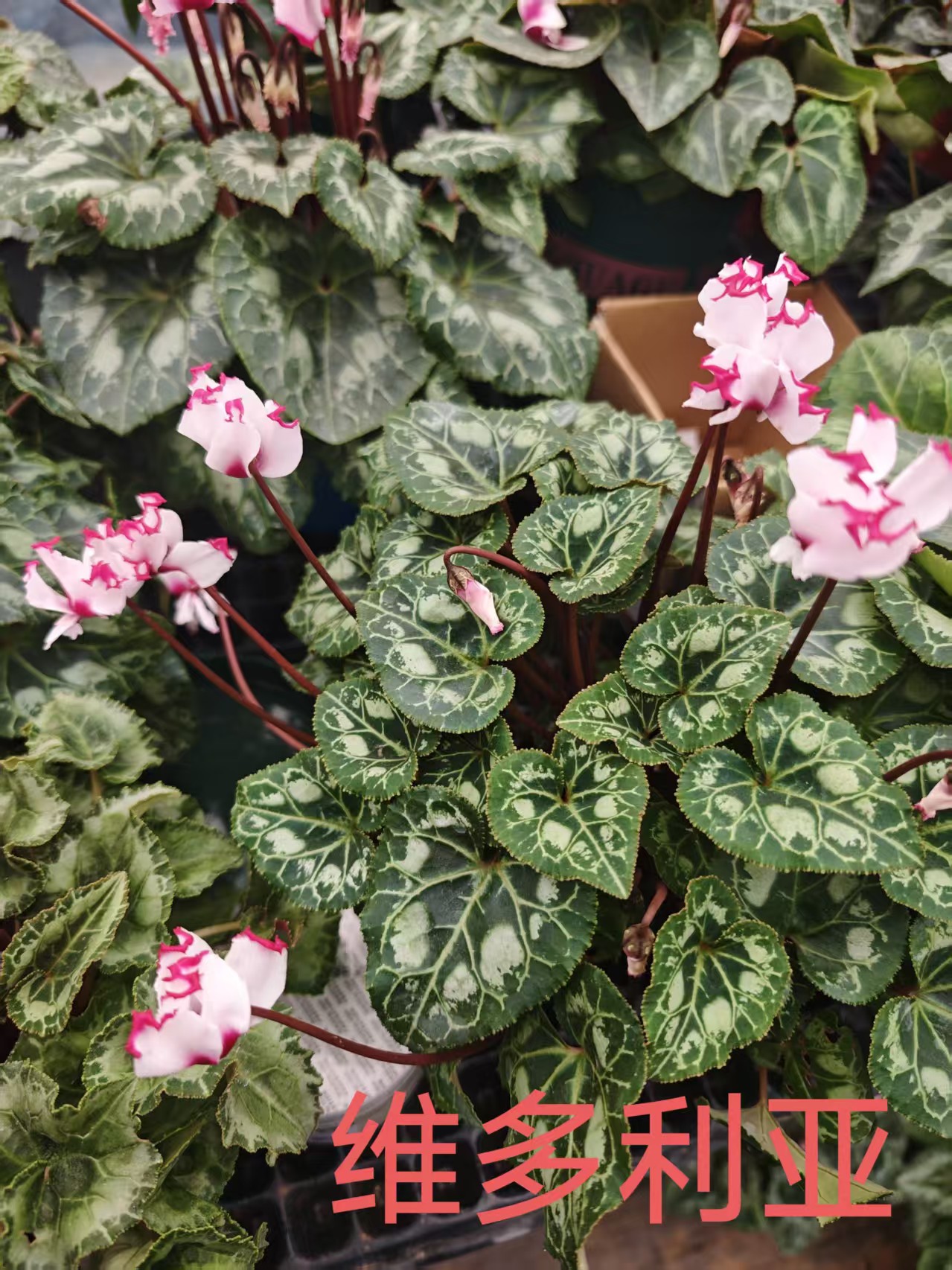 （维多利亚）带香味的仙仙客来四季开花好养球根植（不换盆）