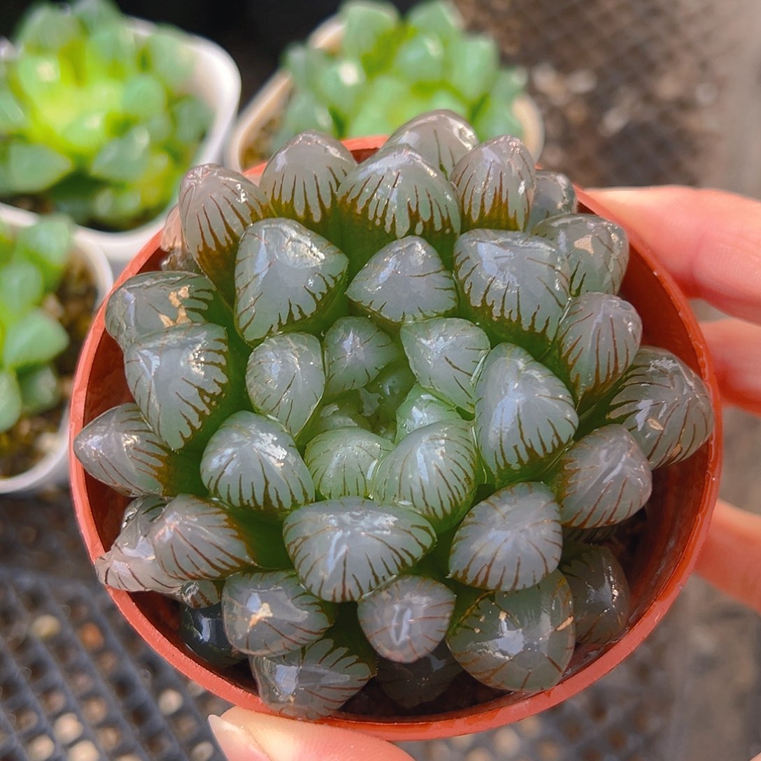 孔明灯玉露多肉多肉