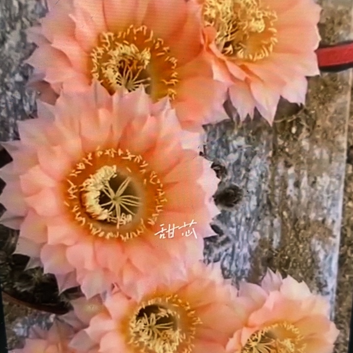 彩草甜芯9公分左右