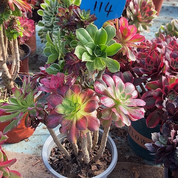 114 一颗嫁接法师多肉