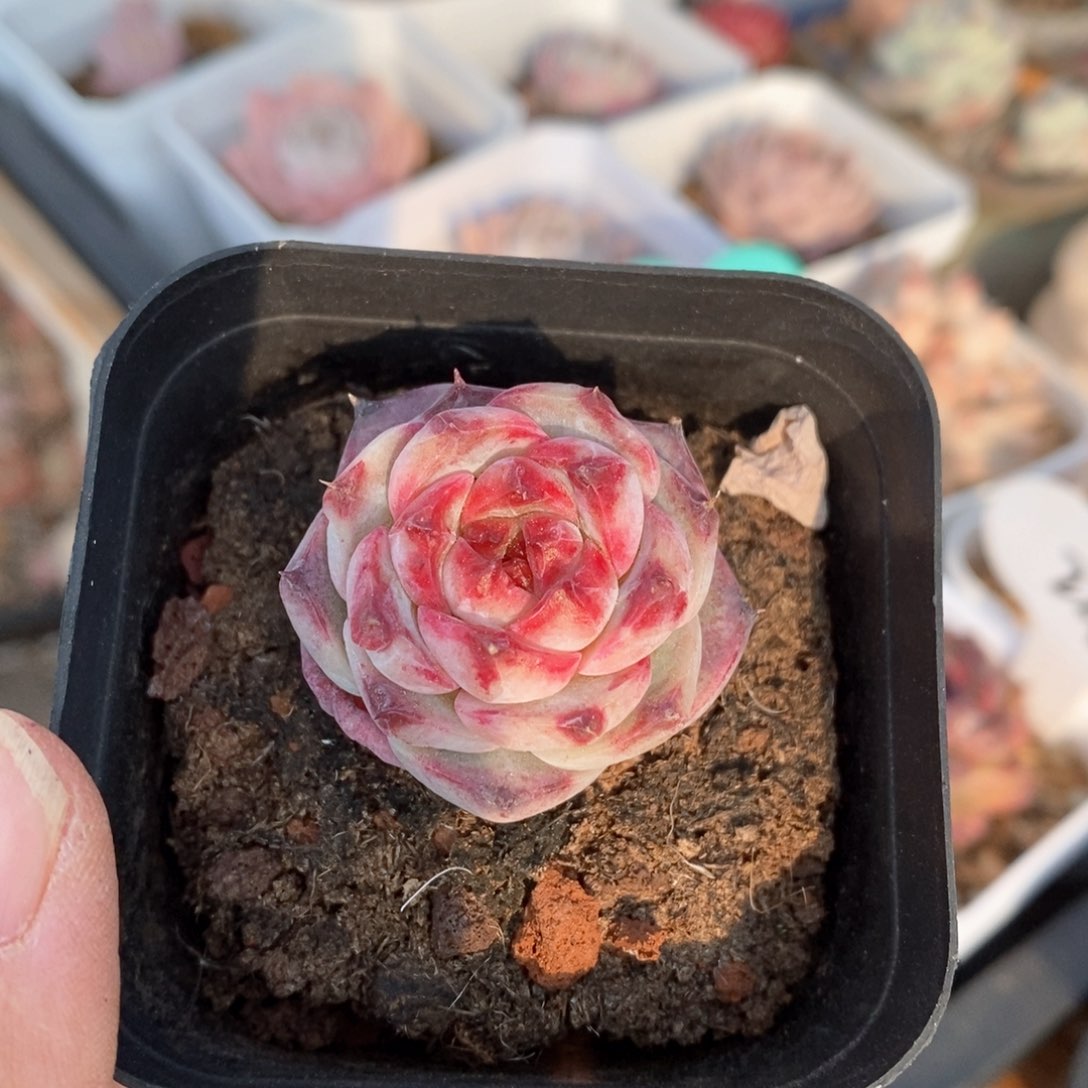 精品多肉一物一拍不包整171