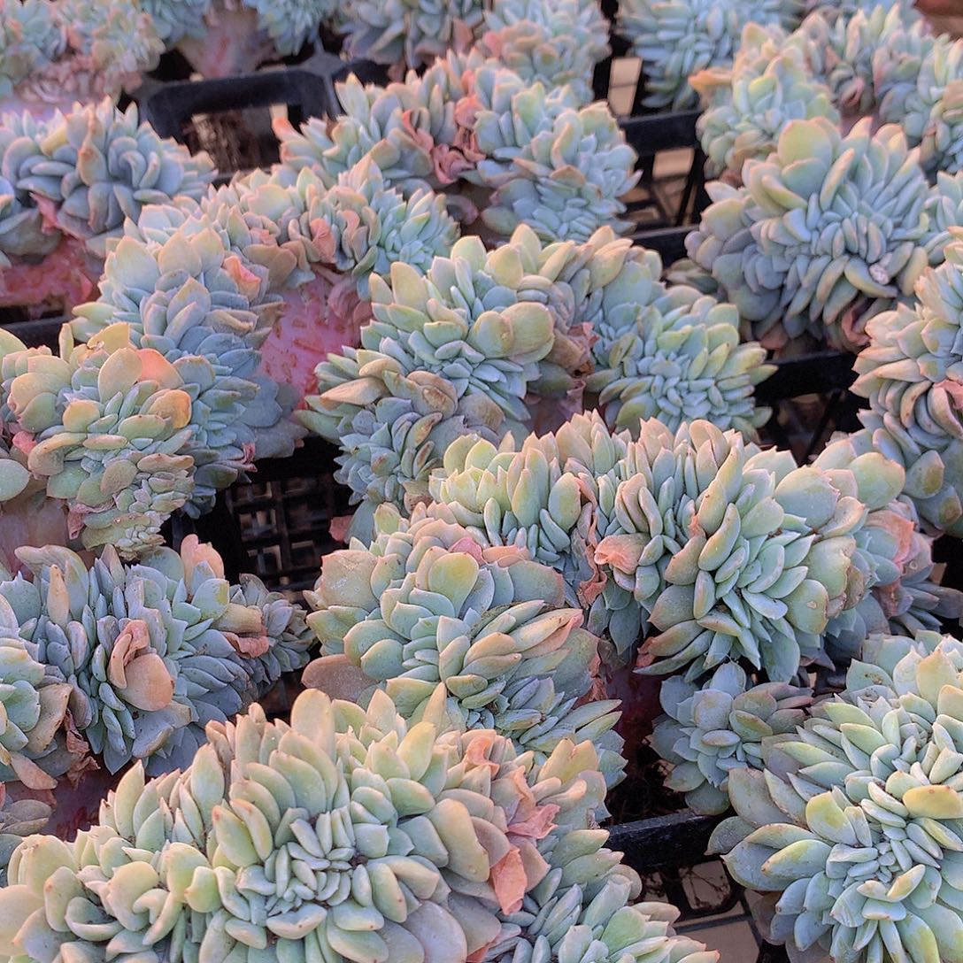 奶茶缀化456778889999