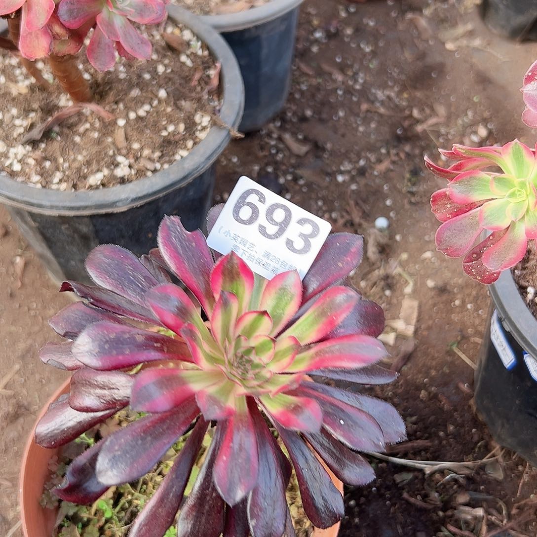 魔法师693多肉植物多肉植物
