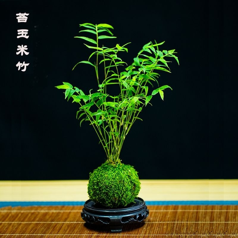 水培米竹室内水培植物水养观音竹富贵竹南天竹客厅懒人高档绿植