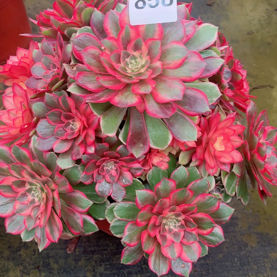 无花朵平**~多肉植物黑魔锦858