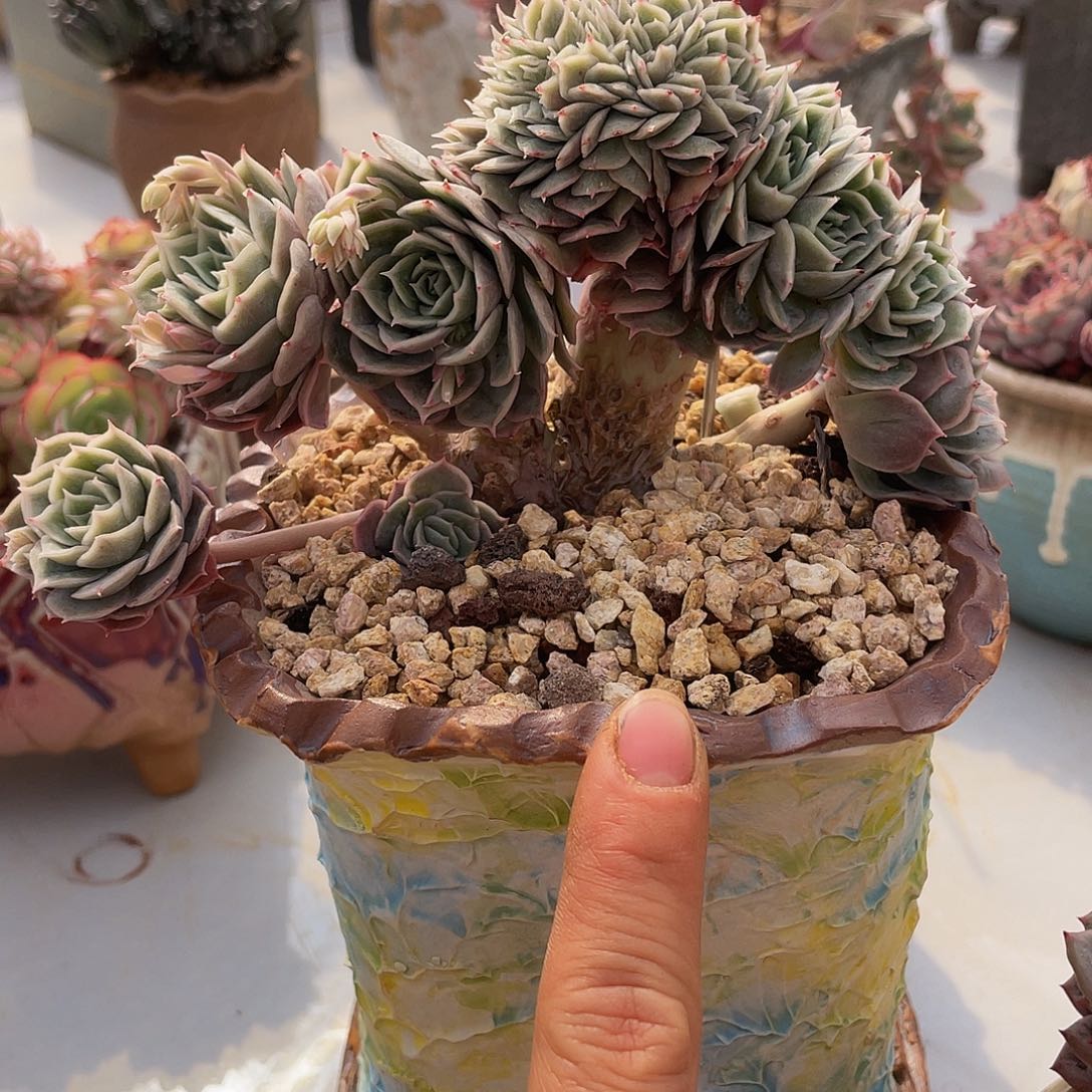 昂斯洛缀化多肉多肉