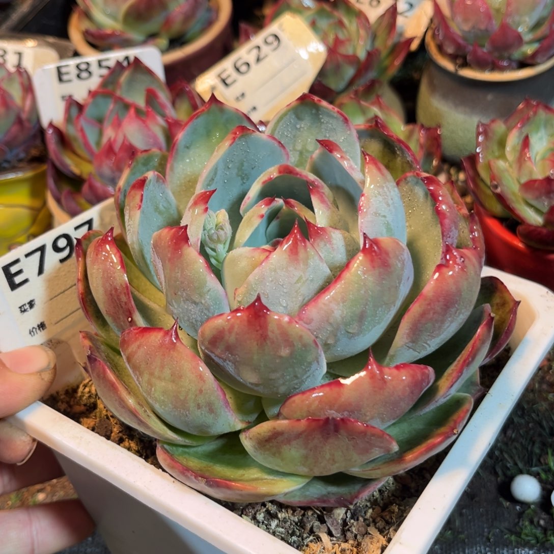 惊鸿一瞥797号多肉