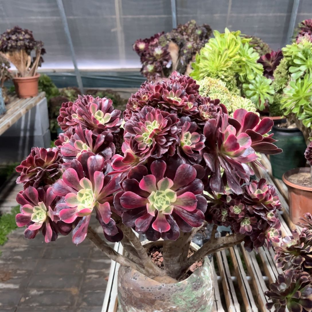 美杜莎朵朵整版精品福利