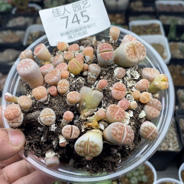 佳人园艺新年福利啦粉红豹745